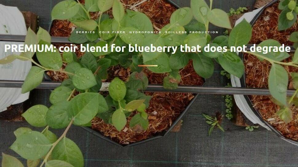 projar blueberry (2)